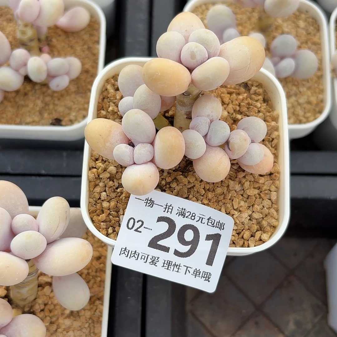 蛋黄奶无盆土发货