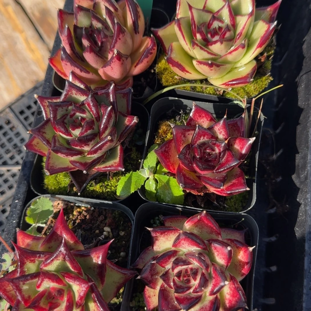 从前慢花园多肉编号1115-63