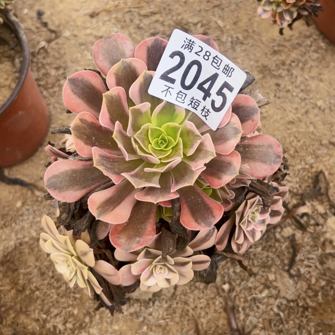 2045美杜萨多肉植物