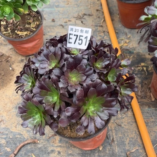 751欧紫法师不包断枝