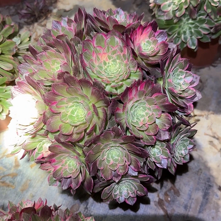 精品万花筒老桩福利