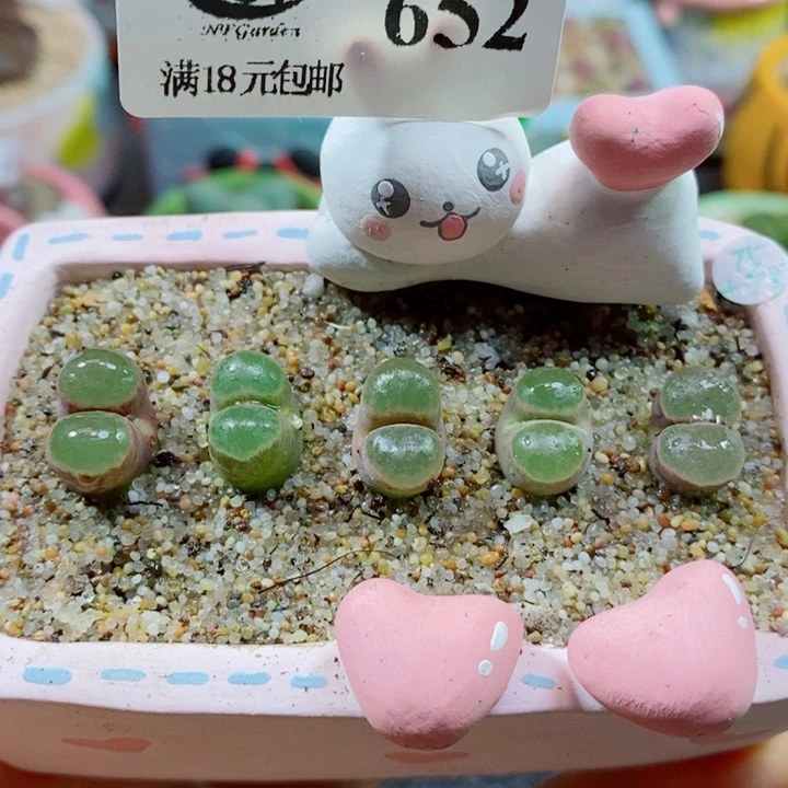 生石花花花花花花花652