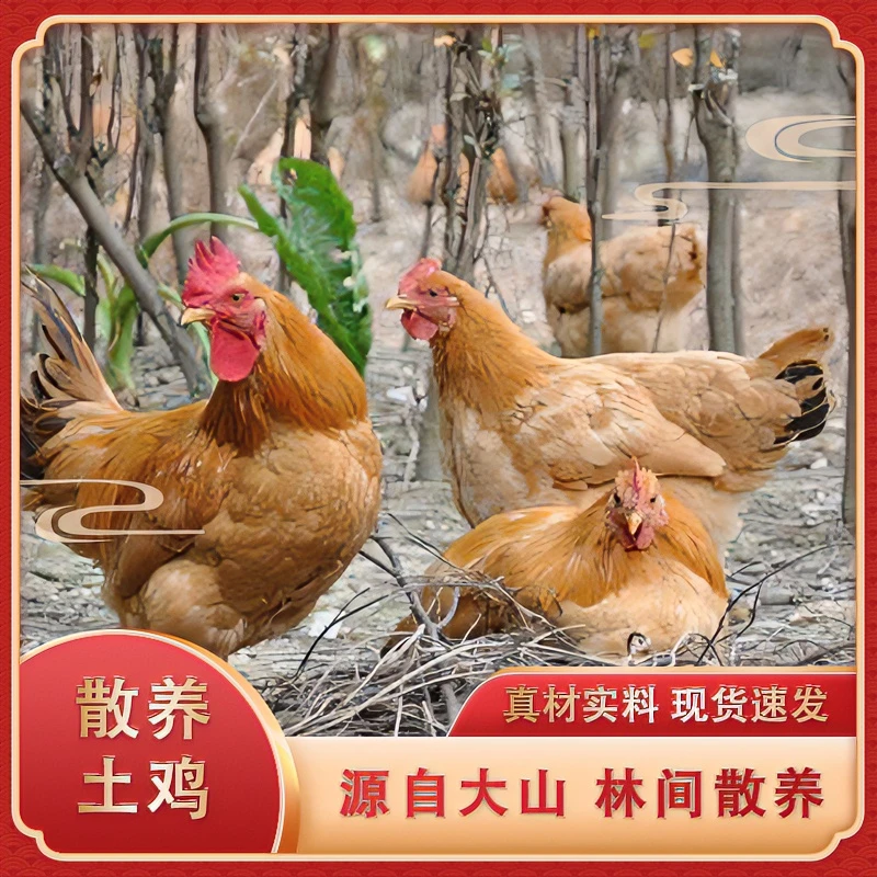 湘西正宗生态农家黄土鸡深山农家走地鸡现宰现发 顺丰包邮