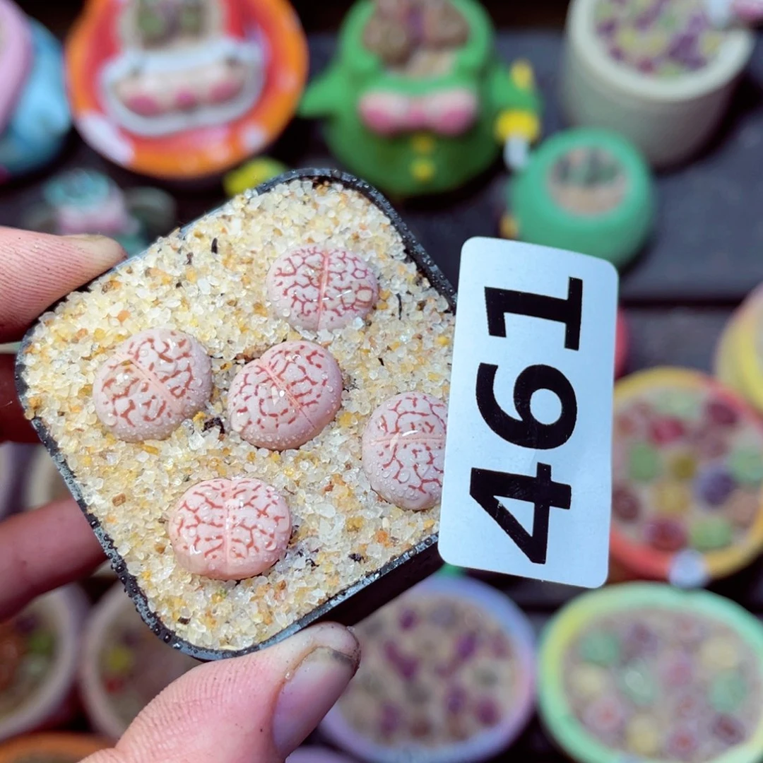 461生石花带盆发