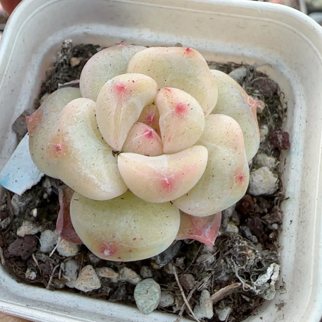 多肉小卡拉米糖心一物一拍