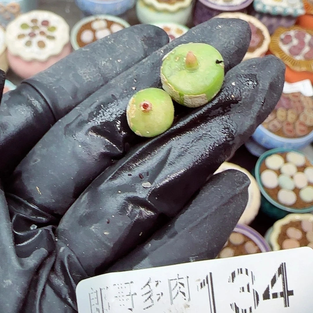 生石花满18包邮1023-134