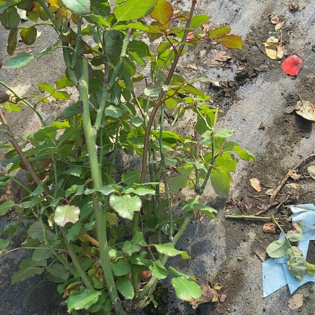 无花朵563玫瑰流星花园土球