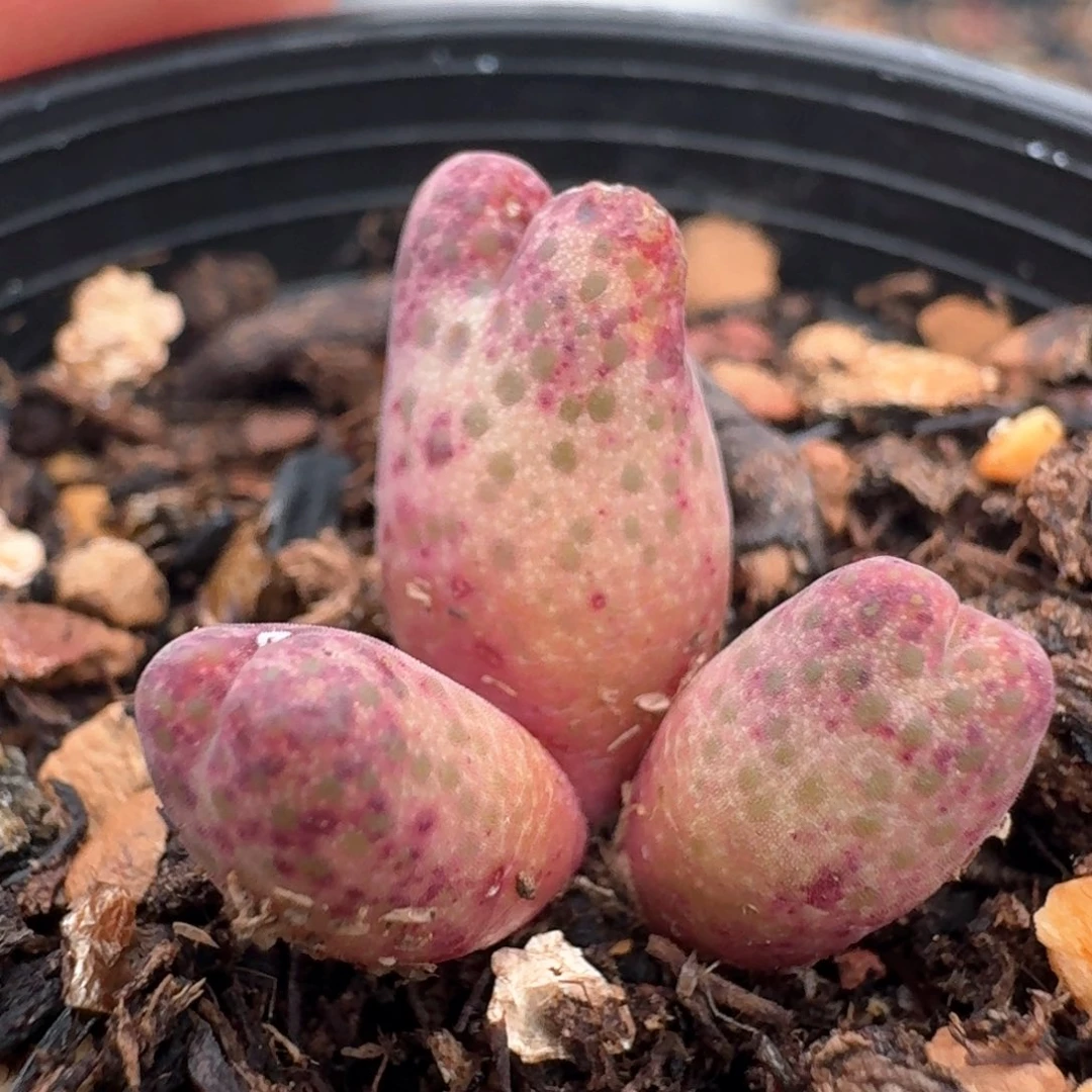 220，脱土发货0000000