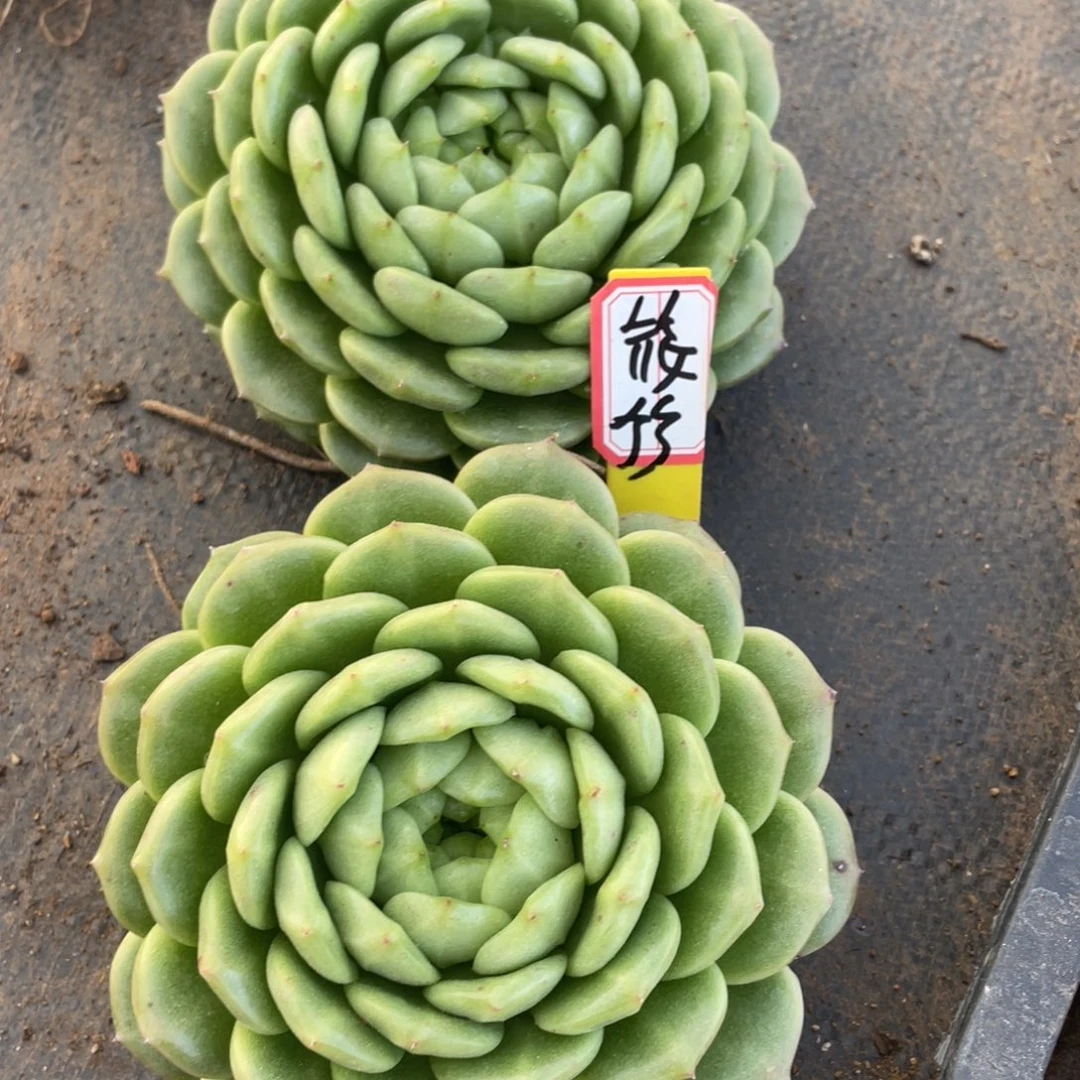 筱**雨姐姐说她真的喜欢上