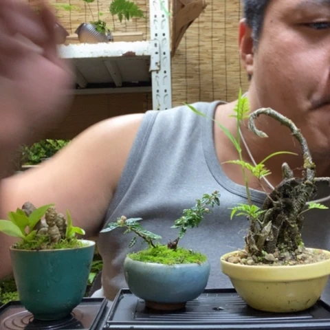 红陶一物一拍所见即所109