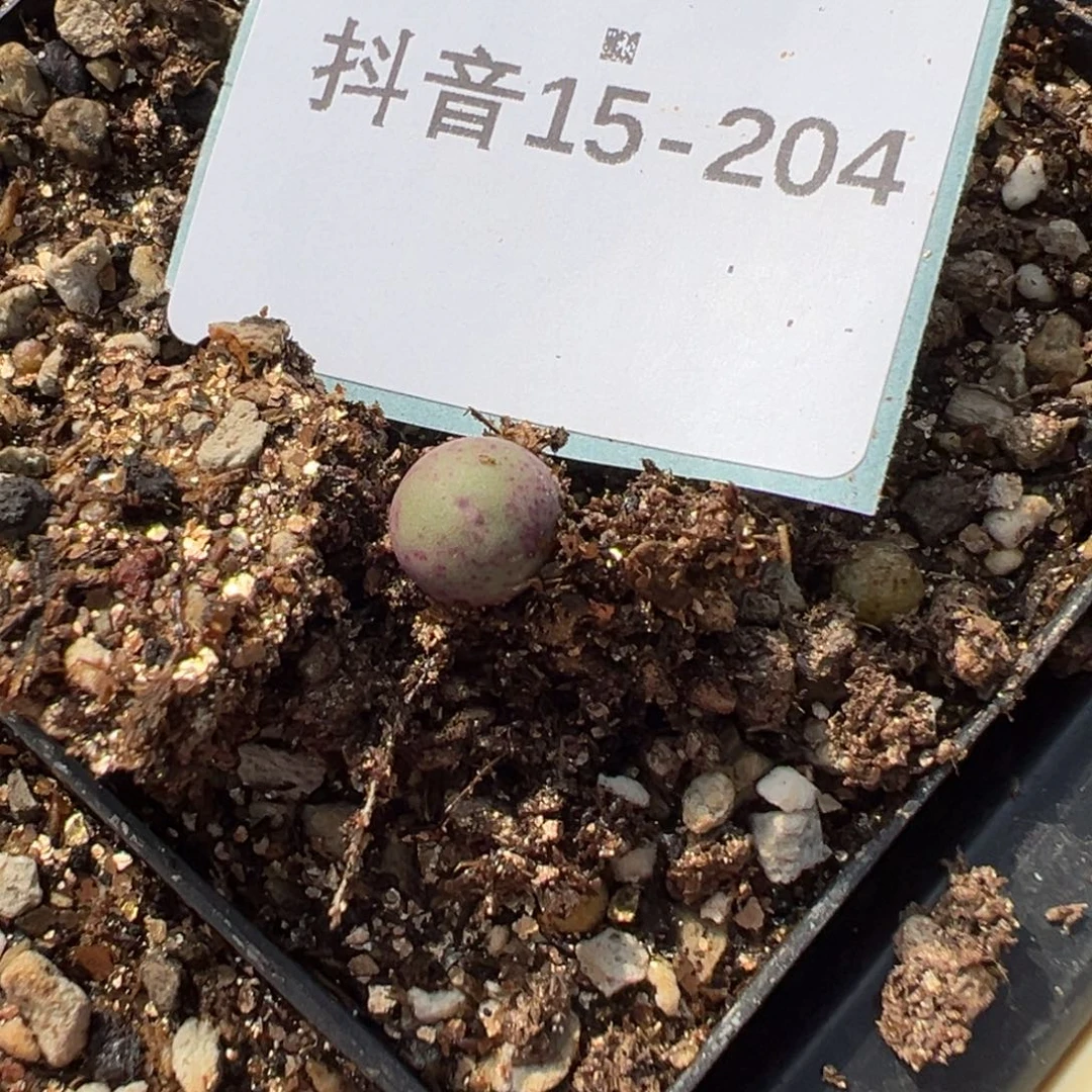 15-204量拍sb1102v嘴一颗。多肉