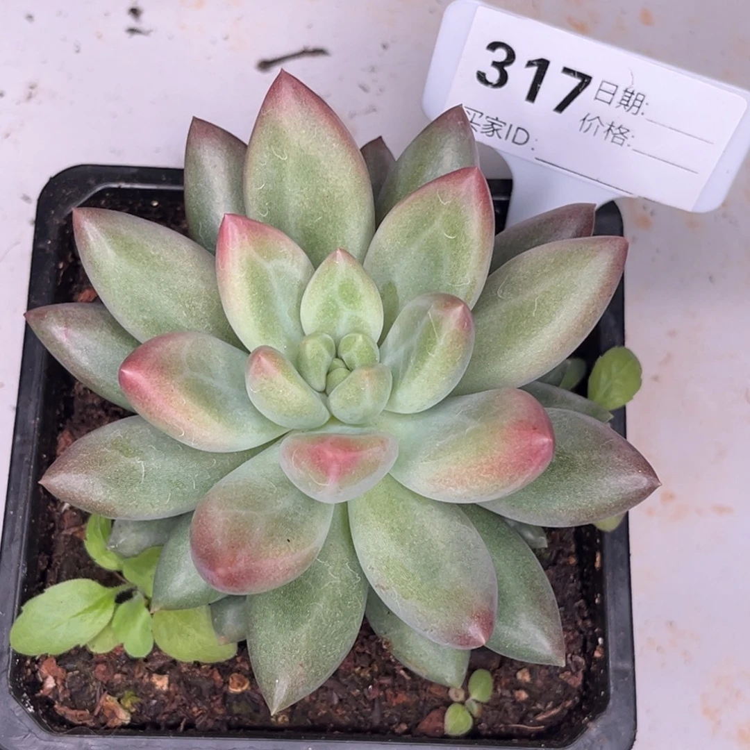 绿体水晶球多肉植物317