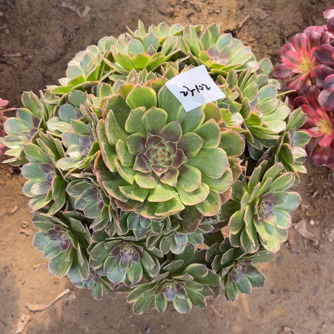 11-23-102半夏法师锦