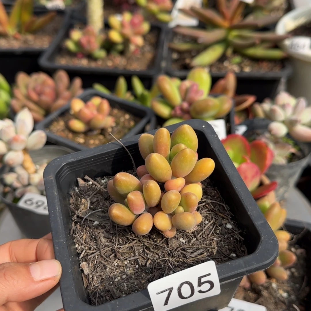 705号一物一拍一物一拍一物一拍