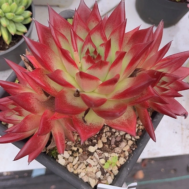 红檀0923多肉植物