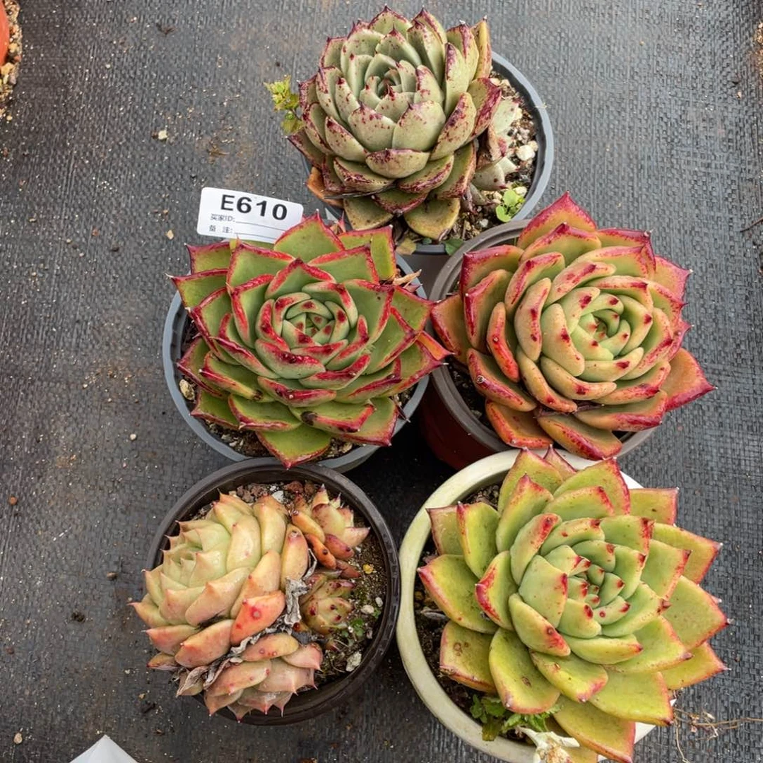 无花朵若如东云组拍E610