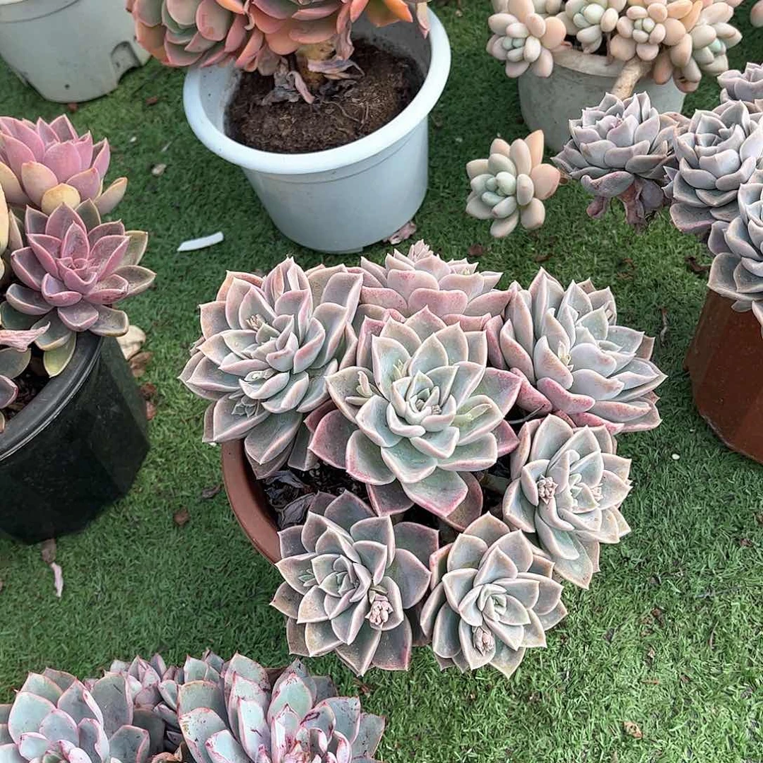 雨****哈利物多肉植物35