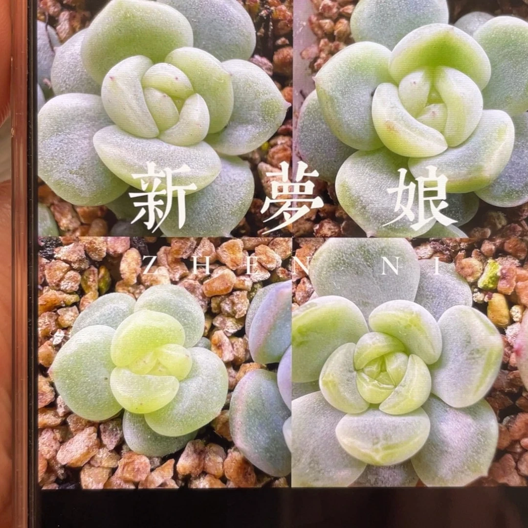 新梦娘种子20粒，原价36.8