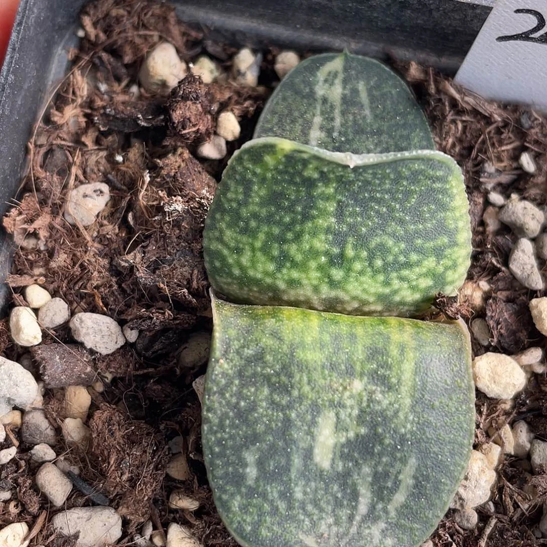 242脱土发货1111111