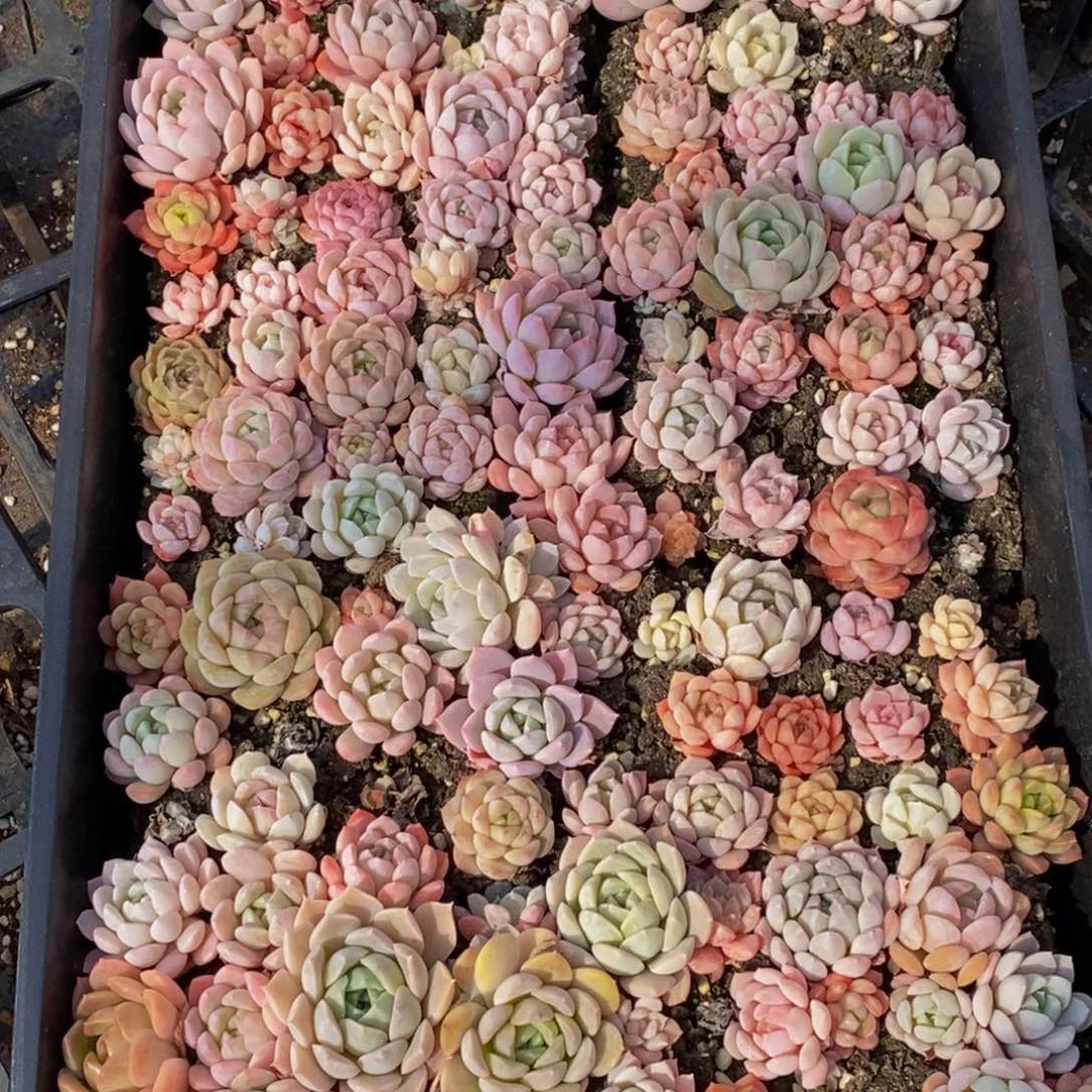 485多肉植物保护