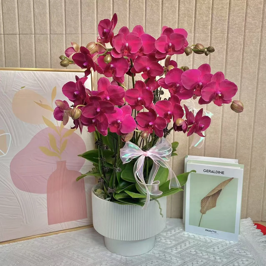 幽梦 蒙特勒 蝴蝶兰荷兰安祖进口 红色花型 室内精品观赏 真花