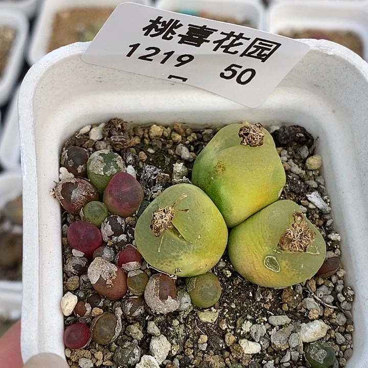 1219-50-o泡 秒。