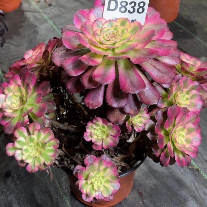 瑞妈一物一拍838