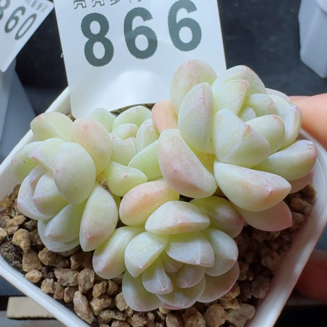 白脸冰玉      愿你一路坦途，乘风破浪展宏图