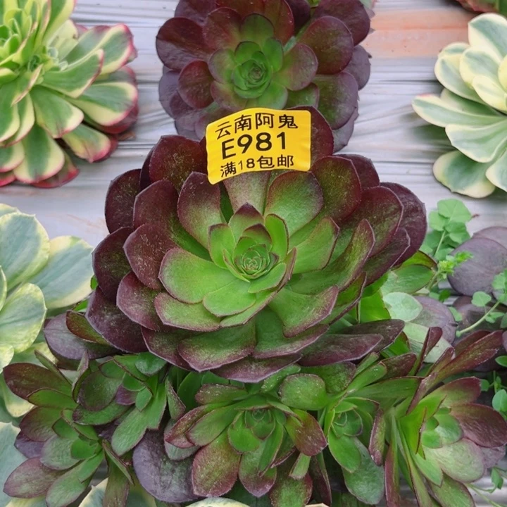 黑寡妇981多肉植物