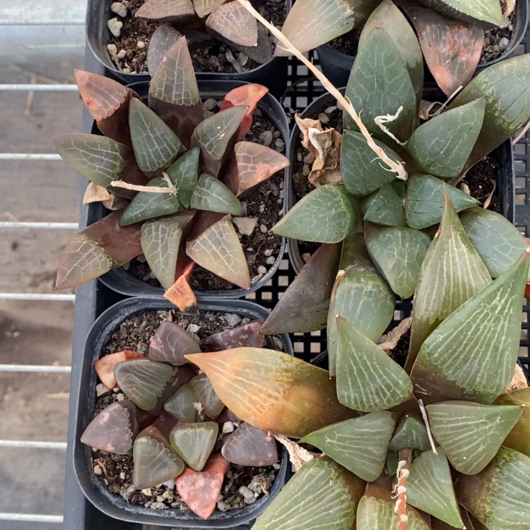 好*喵10102 六棵福利。