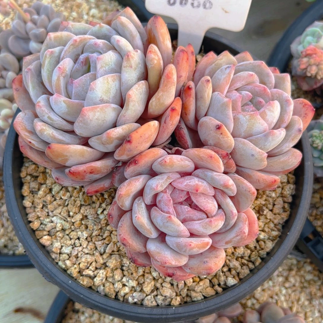 丫*_三头橙梦露6000号