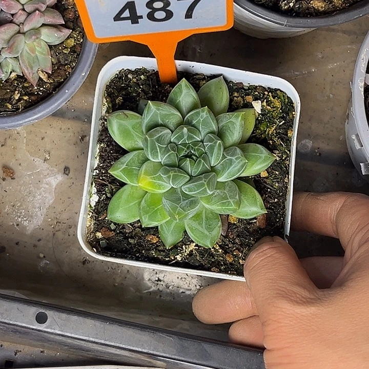 星****多肉植物暗纹美人487