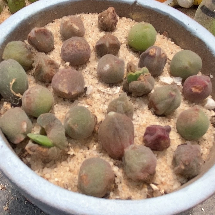 25513空蝉一颗有伤