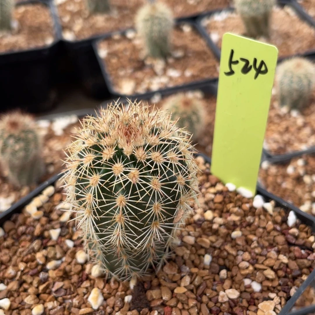 黄绿御旗鹿角柱属仙人球