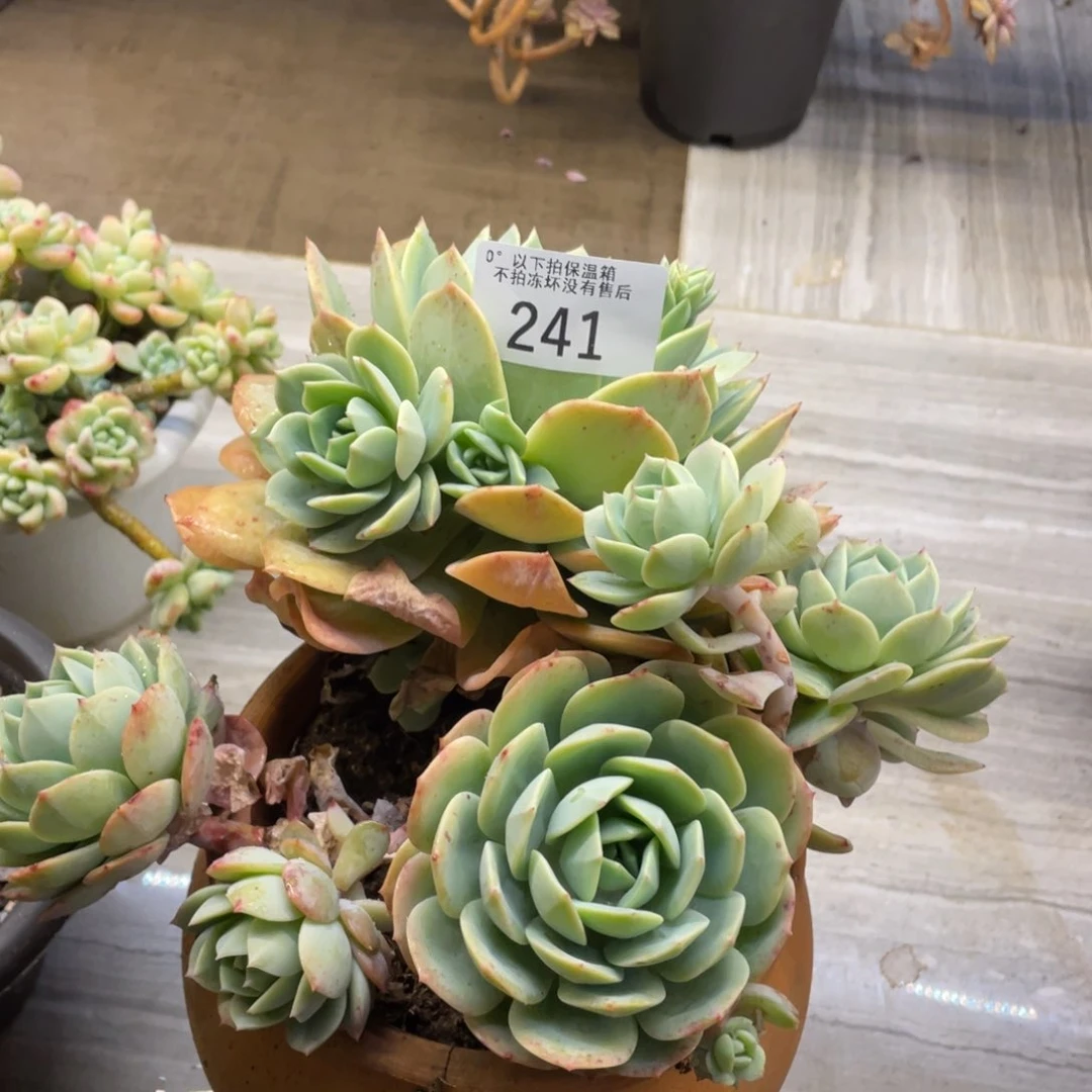 红*黑大帅多肉241恋曲