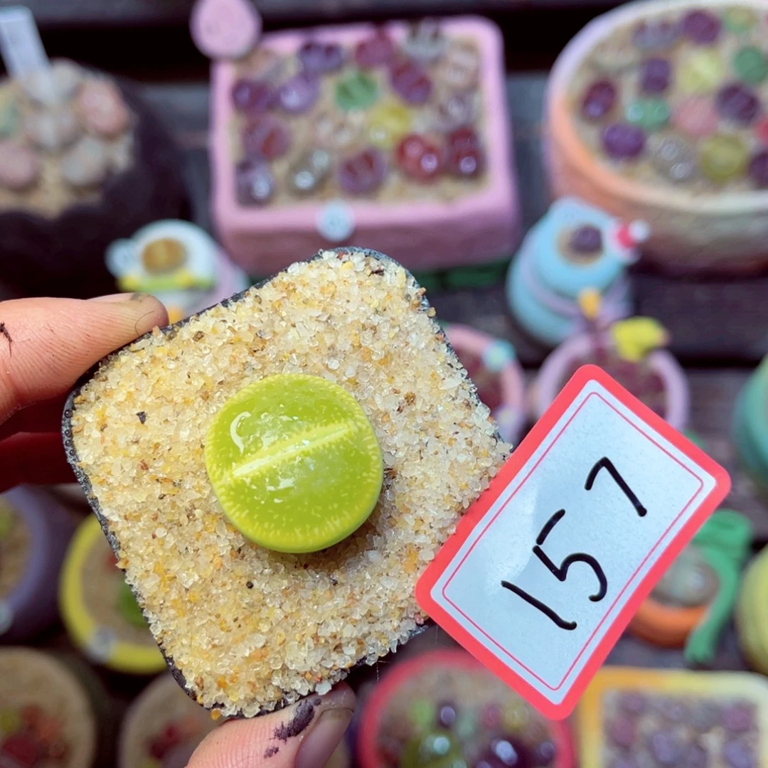 157生石花带盆发1