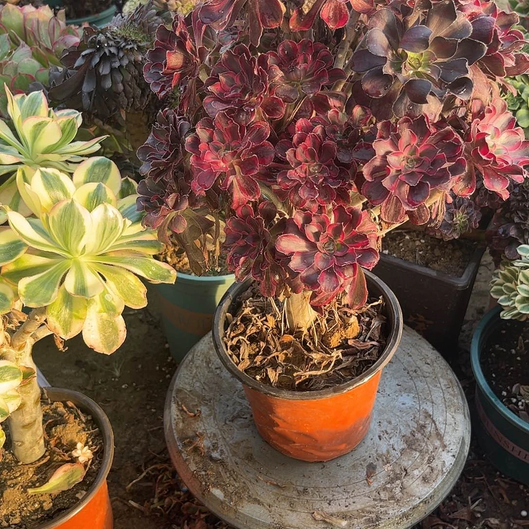 9丽娜法师多肉植物