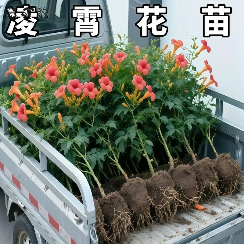 凌霄花苗爬藤植物大苗老桩树苗耐寒室外庭院院墙绿植粉色紫藤绿化