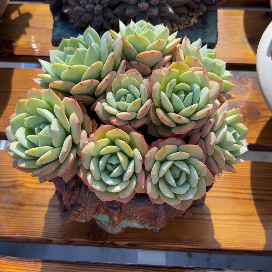 娜***美恋曲群生多肉植物