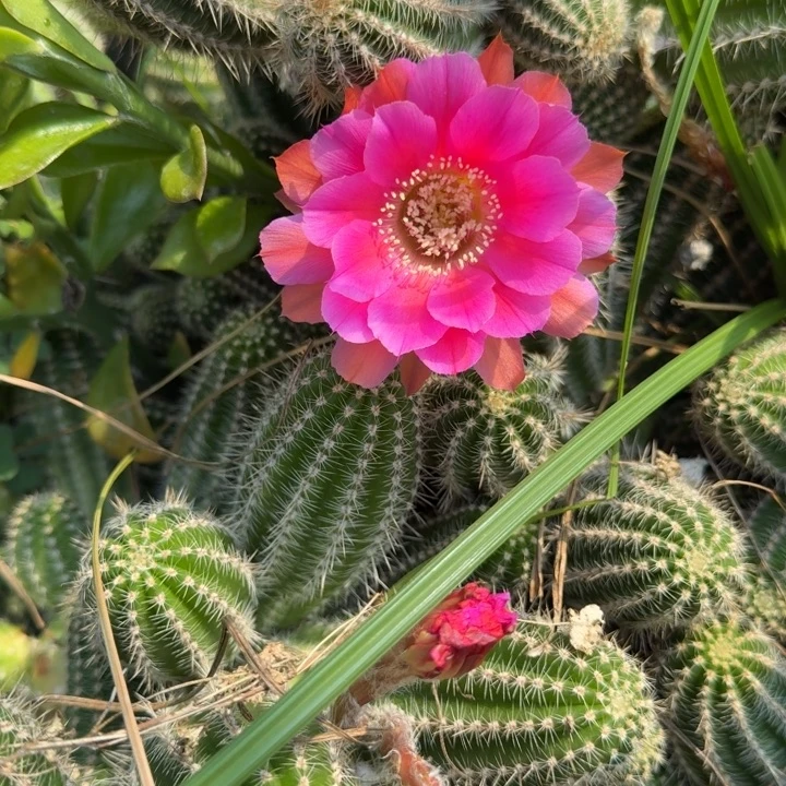 巨型白檀1154侧芽一个