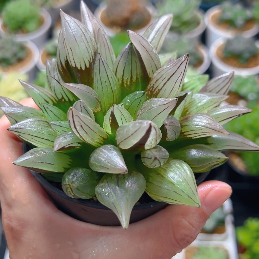 万象盆西瓜寿多肉多肉