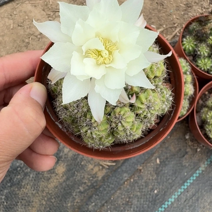 302丽花群斑脱土发货