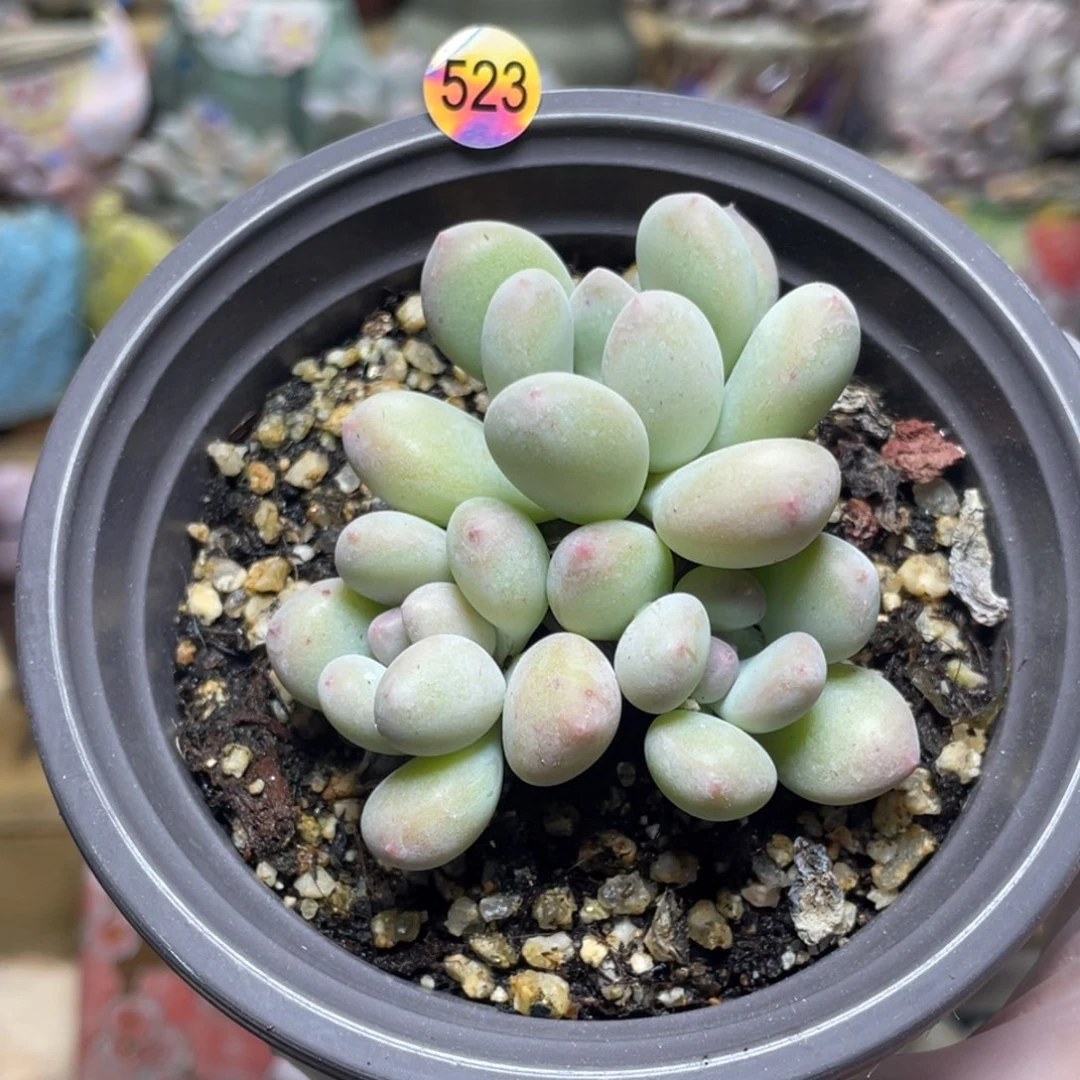 萤火奶酪多肉植物