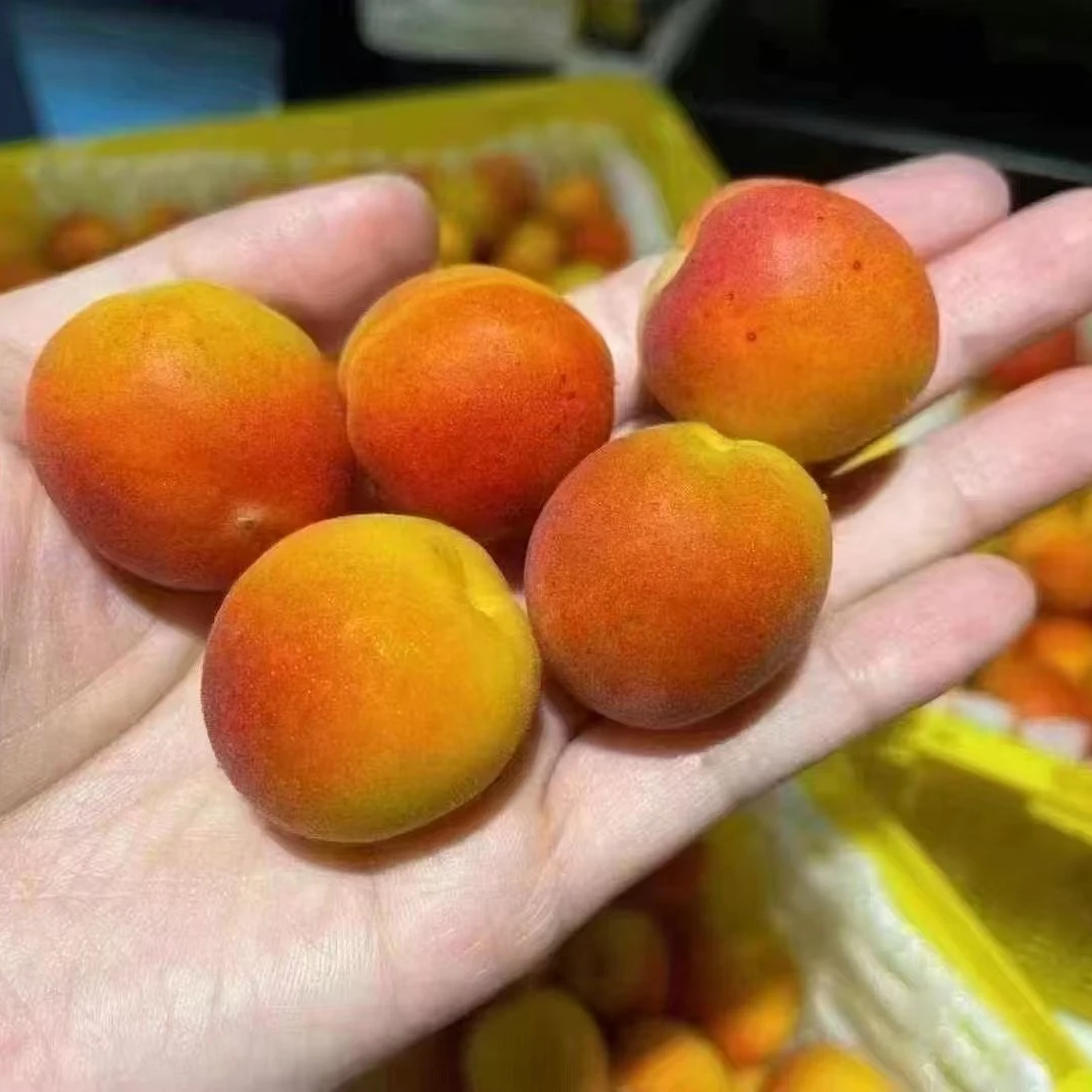 新疆吊干杏！3斤装！顺丰冷链陕西省