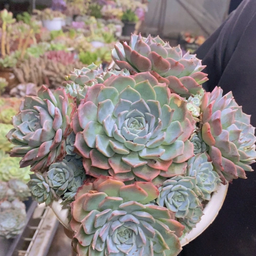 原始海滨格瑞带盆土，轻微掉头不售后