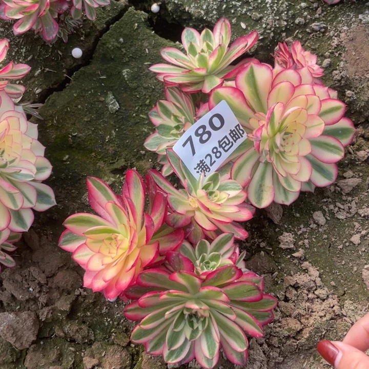 780两个倾城母本二号棚E