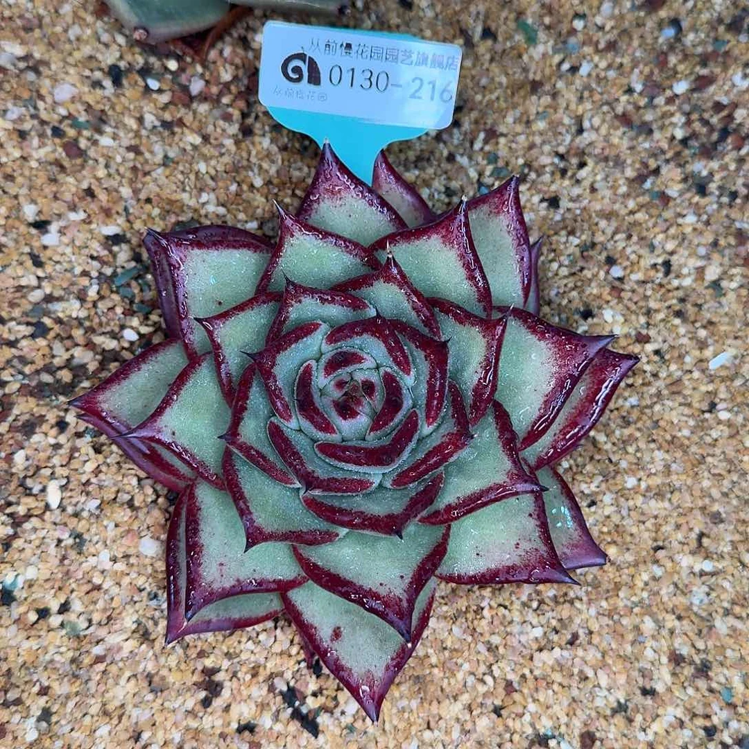 从前慢花园多肉0130-216