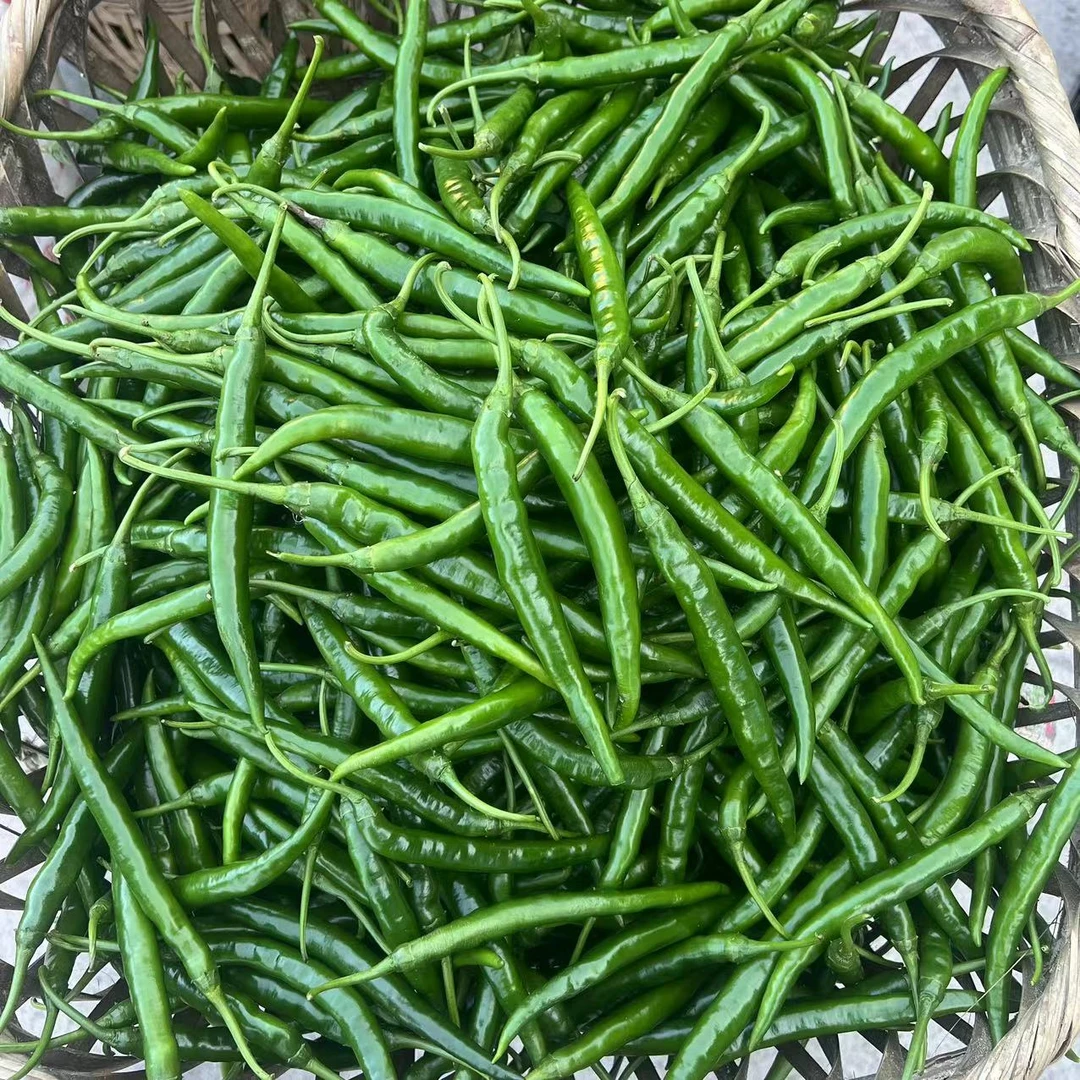 【活动】贵州青椒农村辣椒二荆条青线椒露天辣椒当季蔬菜新鲜现摘