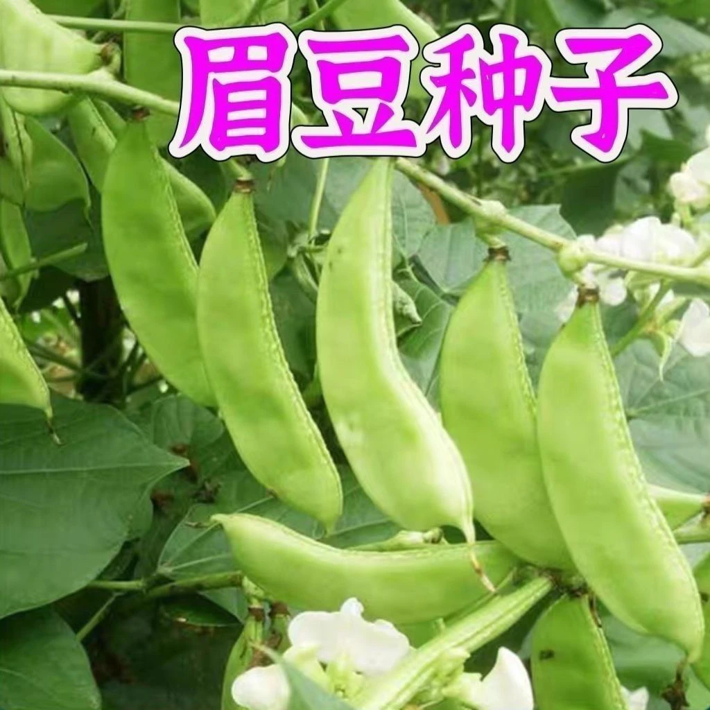 【全店任选满8包包邮】正宗绿眉豆种子青眉豆种籽娥眉豆籽扁豆角种