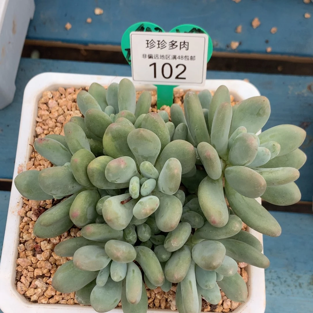 尾***草企鹅杂无砍平头102